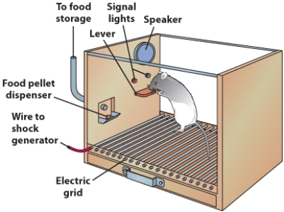 A Skinner box is the name for the _____.   A)  laboratory used by B. F. Skinner B)  classical conditioning container used by Pavlov. C)  apparatus used to study classical conditioning D)  apparatus used to study the effects of reinforcement on animal behavior