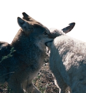 An example of _________ would be if you taught coyotes to avoid sheep by pairing a nausea-inducing drug with freshly killed sheep eaten by the coyotes.   A)  applied research B)  operant conditioning C)  positive punishment D)  negative punishment