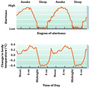 Disruptions in circadian rhythms lead to which of the following:   A)  relationship problems B)  reduced concentration C)  health problems D)  b and c