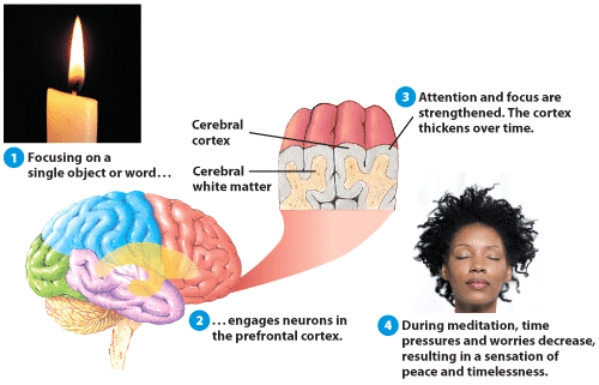 Which of the following physiological processes can be changed during meditation?   A)  socioemotional activity B)  heart rate and blood pressure C)  brain waves D)  b and c