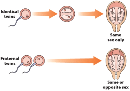Which type of twins share the greatest genetic overlap?   A)  identical B)  dizygotic C)  fraternal D)  zygotic
