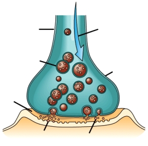 A synaptic gap is the _____.   A)  gap between the brain and the skull that contains cerebrospinal fluid B)  tiny opening between the sending and receiving neuron C)  vesicle that contains neurotransmitters D)  place where neurotransmitters exchange ionic molecules
