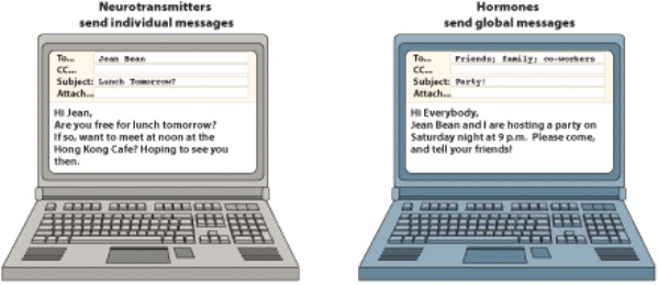 Your text presented an analogy showing that neurotransmission at the synapse is like _____, whereas hormonal communication is like _____.   A)  a drug; a vitamin B)  an individual e-mail; a global e-mail C)  Halloween; Christmas D)  a classroom; television