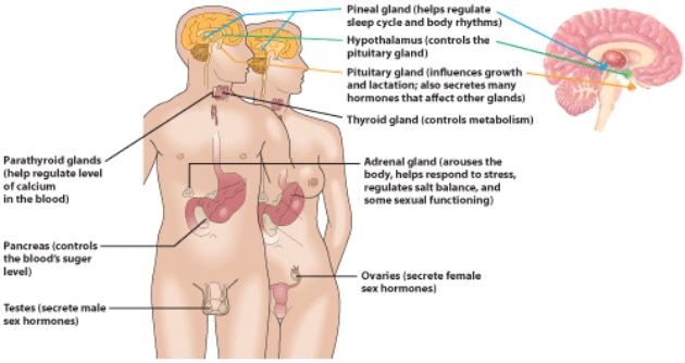 Which part of the endocrine system is involved in regulating metabolism?   A)  the pituitary gland B)  the thyroid gland C)  the pancreas D)  the parathyroid gland