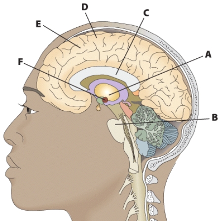 What part of the brain does F correspond to?   A)  corpus callosum B)  cerebral cortex C)  medulla D)  limbic system