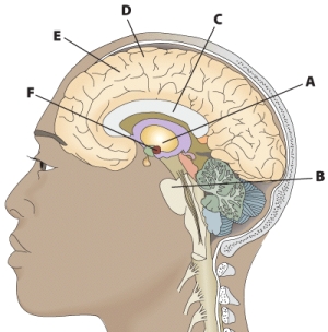 What part of the brain does B correspond to?   A)  corpus callosum B)  cerebral cortex C)  medulla D)  pons