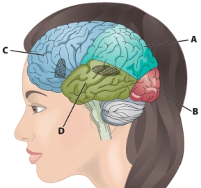 Which of the following regions is the correct location of the temporal lobes?   A)  A B)  B C)  C D)  D