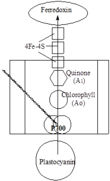 Describe the path of electrons in photosystem I.Provide a diagram if necessary.  