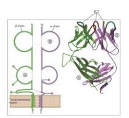 For each component of a T cell receptor listed in questions , match the lettered region (A-C) shown in the figure.      -Variable Ig domain