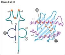 For each region of a class I MHC molecule listed in questions , match the lettered label (A-D) from the diagram shown below.    -β2-Microglobulin