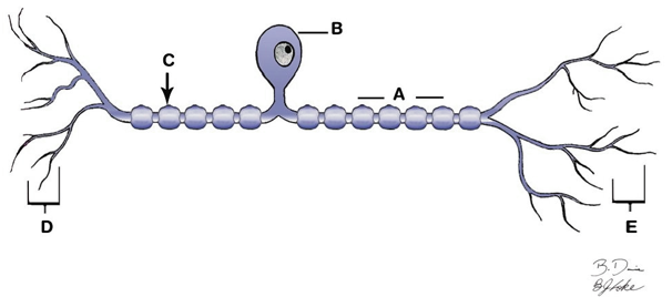 Identify the structures indicated on the figure below:    -Identify C.