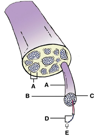 Identify the structures indicated on the figure below:    -Identify D.