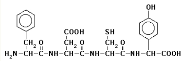 The primary structure of a peptide is   This peptide is A) Tyr-Asn-Cys-Phe. B) Tyr-Glu-Cys-Phe. C) Phe-Asp-Cys-Tyr. D) Phe-Glu-Met-Tyr. E) Tyr-Asp-Met-Phe.