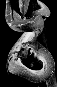 Examine the figure below.   What best explains the motivation of the snake? A) Mice will eat snake eggs if they are unprotected in the nest; the snake is protecting its eggs. B) Snakes are highly territorial and attack intruders; the mouse wandered into the snake's territory. C) The snake is a consumer; it is eating the mouse to obtain energy. D) Any one of the above is a reasonable hypothesis; but more information is needed before the question can be answered.