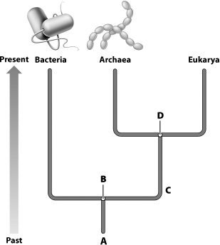 The diagram below is an evolutionary tree showing the relationship between the three domains. Which letter represents the most recent common ancestor of the Archaea and Eukarya?   A) A B) B C) C D) D