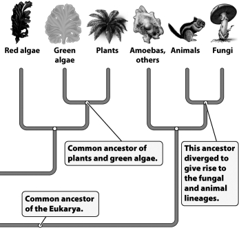 Based on the evolutionary tree shown below, which of the following are thought to be most closely related?   A) an oak tree and a squirrel B) a mushroom and a cactus C) a honeybee and a clover plant D) a clam and a mushroom