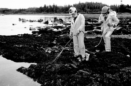 The workers shown in the photograph below are involved in bioremediation; what explanation could account for their specific actions?   A) They could be adding fertilizers to stimulate the growth of naturally occurring microbes that will consume a pollutant like oil. B) They could be dispersing nonnative microbes that will consume a pollutant like oil. C) They could be dispersing seeds to reestablish vegetative growth that will remove pollutants from the environment. D) All of the above are examples of bioremediation.