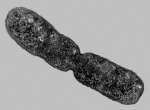The figure below shows a bacterium dividing by binary fission; because the process is asexual you would expect the DNA in each daughter cell to be ____________________.   