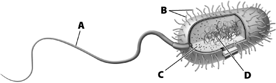 The structure labeled A, below, is cilia, used by both prokaryotes and eukaryotes to move through fluid.   