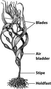 Note the location of the air bladders in the illustration below of the kelp; how might these structures represent an adaptive advantage?   A) Kelp can live in deeper water, more distant from the surface, by storing carbon dioxide for future photosynthesis. B) The bladders act like root nodules in terrestrial plants, housing the various organisms that convert dissolved nitrogen into forms usable by the kelp. C) By acting as floats, the bladders aid in orienting the photosynthetic cells within the blade toward the surface and sunlight. D) Waste gases can be stored within the bladders rather than polluting the habitat of the kelp.
