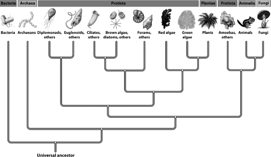 The evolutionary tree below illustrates the hypothesized relationships among the six kingdoms and the three domains.   Many biologists have suggested revising the kingdom Protista. One current problem with the protists, as shown in the figure, is that A) protists are single-celled organisms and should be in a separate domain. B) the cells of protists contain nuclei and organelles. C) some protists, like the red and green algae, are more closely related to plants than to the other protists they are currently grouped with. D) chlorophyll would need to evolve independently several times to account for the distribution of photosynthetic groups.