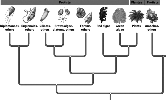 Many biologists have suggested revising the kingdom Protista. One current problem with the Protista, as shown in the figure below, is that   A)protists are single-celled organisms and should be grouped with the bacteria or archaeans. B)the cells of protists contain nuclei and organelles. C)the current classification model does not reveal that plants evolved from protist ancestors. D)the organisms currently grouped as protists do not share a recent common ancestor.