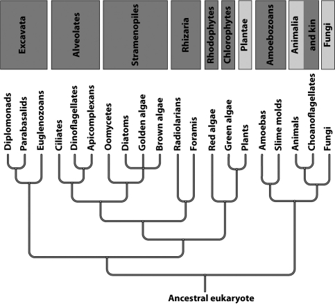On the basis of information presented in the evolutionary tree below, the Ciliates are more closely related to the ____________________ and the ____________________ than any other protist.   