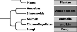 The domain Eukarya is presently subdivided into four kingdoms as shown below, although new information concerning the protists could increase that number.   