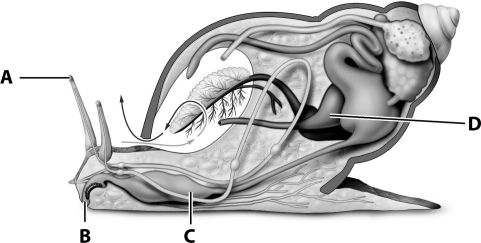 Gastropods make extensive use of the radula; which letter on the diagram below indicates its location?   A) A B) B C) C D) D