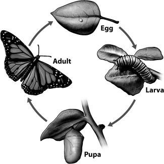 The life cycle for an insect whose developmental strategy is complete metamorphosis is shown below. What advantages are evident from the illustration?   A) Predators adapted for larva would have poor success preying on adults. B) Adults have greater mobility and could more effectively disperse eggs once they begin reproducing. C) Eggs can be deposited where food resources are still abundant. D) all of the above