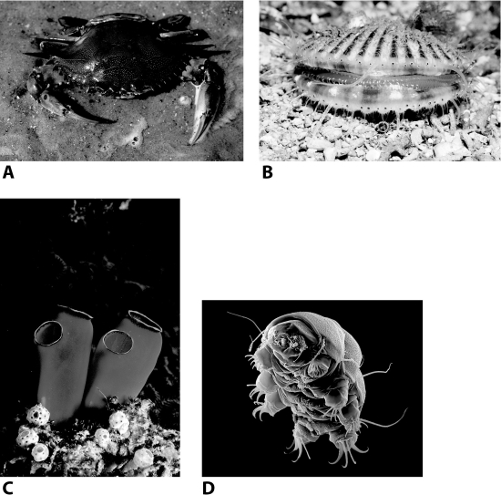 Of the four animals shown below, which is believed to be most closely related to humans?   A) A B) B C) C D) D