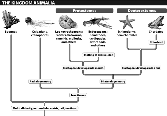 Recent analysis of the membranes of sponge cells suggests a closer relationship to other animals than previously suspected; if sponges are actually within the eumetazoan clade, as shown in the diagram below, it would require that they possess _____ at some point in their life history.   A) bilateral symmetry B) a blastopore C) true tissues D) sexual reproduction