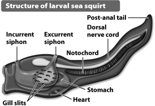 Of the labeled features in the diagram below, only the dorsally positioned nerve cord would be present in an echinoderm.   