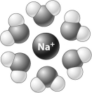 In the illustration below, a positive ion is surrounded by water molecules.   The water molecules orient as shown because the slightly _____ in the water molecules are attracted to the positive charge of the ion. A)negative hydrogen atoms B)positive hydrogen atoms C)negative oxygen atoms D)positive oxygen atoms