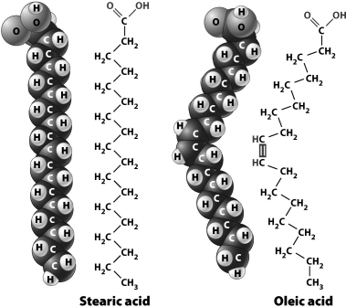 The figure below shows the structural and space-filling models for stearic acid and oleic acid.   Although the two fatty acids have the same number of carbon atoms, they have different three-dimensional configurations; oleic acid has a slight bend near the middle. As a result, A) a pure sample of oleic acid would be more liquid than a pure sample of stearic acid. B) stearic acid would be classified as an unsaturated fatty acid. C) you would be more likely to find stearic acid in the form of an oil than in the form of a fat. D) oleic acid would be classified a saturated fatty acid.
