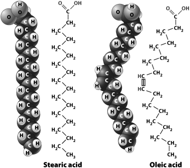 The figure below shows the chemical structure and space-filling models for stearic acid and oleic acid.     The reason oleic acid is slightly bent (as compared to stearic acid)is that it contains a ____________________ between two of its carbon atoms.