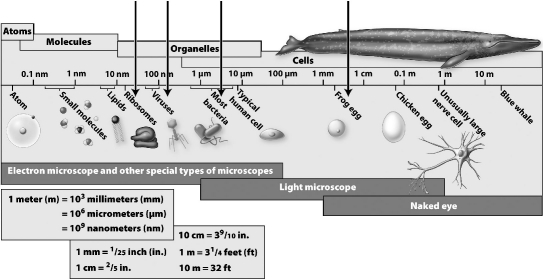 The sizes of several biological structures are indicated in the figure below.   Which of the following is the smallest structure you could see with a light microscope? A) viruses B) frog egg C) most bacteria D) ribosomes