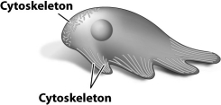 The cell in the figure below is moving by producing pseudopodia. This type of movement is a result of the reorganization of a certain component of the cytoskeleton (labeled) .   The various labeled lines in the figure above show A) microtubules elongating at the leading edge of movement. B) microfilaments disassembling at the trailing edge of movement. C) different types of intermediate filaments located in different parts of the cell. D) motor proteins attached to microtubules pushing the plasma membrane forward.