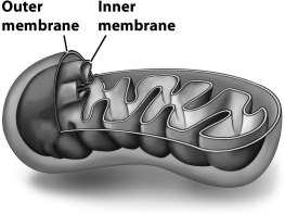 <strong>The figure below shows a mitochondrion, emphasizing its inner and outer membranes. The inner membrane of the mitochondria is thought to have evolved from</strong> A)a bit of plasma membrane from the early eukaryotic cell that engulfed a bacterium. B)the membrane surrounding the lysosome that engulfed a bacterium once it was inside an early eukaryotic cell. C)the plasma membrane of a prokaryotic cell engulfed by an early eukaryotic cell. D)infoldings of the plasma membrane of an early eukaryotic cell.