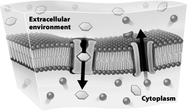 The figure below shows the movement of solutes across a plasma membrane in the direction indicated by the arrows.   This movement across the membrane A)requires a direct input of cellular energy. B)occurs independently of carrier proteins. C)occurs by diffusion. D)is an example of osmosis.