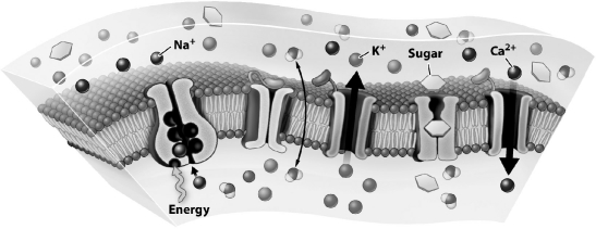 The figure below illustrates a plasma membrane.   Which solute in the figure is crossing the membrane using simple diffusion? A) Ca<sup>2+</sup> B) Na<sup>+</sup> C) K<sup>+</sup> D) H<sup>2</sup>O