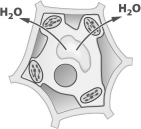 The arrows in the figure below show the movement of water across the cell wall and plasma membrane of a plant cell.   For water to move in the direction indicated, the solution surrounding the cell must be A)hypertonic. B)hypotonic. C)isotonic. D)selectively permeable.