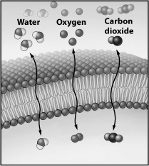 What best explains the double-headed arrows associated with water, carbon dioxide, and molecular oxygen shown in the illustration below?   A) Each molecule is unable to cross the membrane, but can be found in relatively large numbers on both sides. B) The membrane is permeable to these small molecules and they enter or leave rapidly as their concentration gradients change. C) An isotonic condition exists for each molecule, so no net movement takes place. D) Homeostasis requires that surplus molecules entering the cell be rejected and returned to the outside.