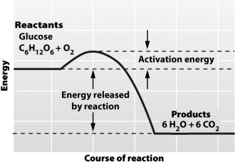 It is possible to predict the amount of energy released during a chemical reaction (as shown in the illustration below) because the _____ law of thermodynamics states that _____.   A) first; energy and matter are equivalent B) second; any use of energy affects the entire universe C) first; the total amount of energy in a defined system remains constant D) second; energetic systems become less organized over time