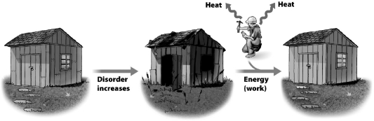 Why is heat shown flowing from the worker in the illustration below?   A)The worker was exposed to the sun while working outside and simply got hot. B)The conversion of metabolic energy into muscle contraction is not 100 percent efficient and some of the energy is lost as heat. C)Using a hammer, paintbrush, or any other tool generates friction and heat in the arm that must be lost to maintain homeostasis. D)Energy and matter are equivalent; the conversion of the worker's body mass to kinetic energy requires a reduction of body mass and is indicated by the outflow arrows.