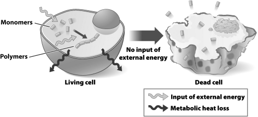 Consider the change in the status of the polymer in the living cell and the dead cell. What real-life process does the illustration below represent?   A) The conversion of living tissue to rock during fossilization. B) The decomposition of a fallen tree trunk on the forest floor. C) The conversion of the wax in a burning candle to carbon dioxide and water. D) all of the above
