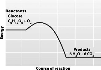 The graph below depicts the amount of energy involved over the course of a chemical reaction.   The graph indicates that A)the products of this reaction have more energy than the substrates. B)this reaction requires an input of energy to convert glucose and O₂ to H₂O and CO₂. C)this reaction can only run in one direction (from left to right on the graph). D)this reaction occurs only in the presence of an enzyme.