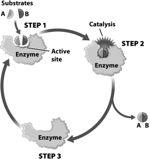 The image below diagrams the action of an enzyme.   Notice that the enzyme is depicted as being more tightly wrapped around the substrates in step 2 than it is in step 1. Why is this? A) When a substrate locks into the active site of an enzyme, the enzyme changes shape to mold itself around the substrates. B) Generally, the size of a substrate is larger than the size of the active site into which it must fit. When the substrate enters the active site, the active site must stretch to fit. C) Before catalysis can occur, a substrate must change its shape so that it fits into the active site of the enzyme more precisely. D) Most active sites are only designed to hold one substrate. In this image, two substrates enter the active site, creating a tighter fit.