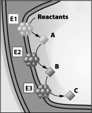 In the figure below, E1, E2, and E3 represent three enzymes in the membrane of a mitochondrion.   Which of the following is true? A) B is the product of the activity of E2 and the substrate of E3. B) If E2 does not function properly, A will not be produced. C) E2 is the product of E1 and the substrate of E3. D) C is the substrate of E1.