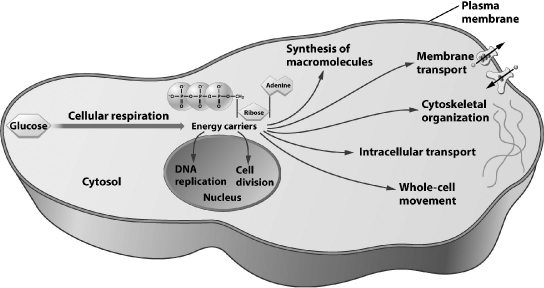 Several energy carriers can be found in eukaryotic cells; the most versatile, as indicated in the illustration below, is   A) ATP. B) NADPH. C) NADH. D) FADH₂.